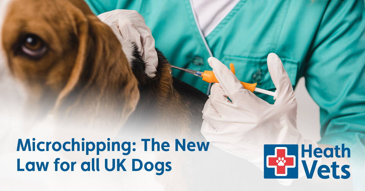 Microchipping The New Law for all UK Dogs Heath Vets