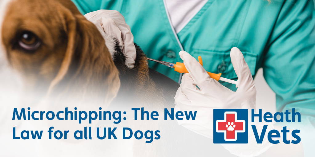 Is It Legal To Have A Dog Microchipped In Uk