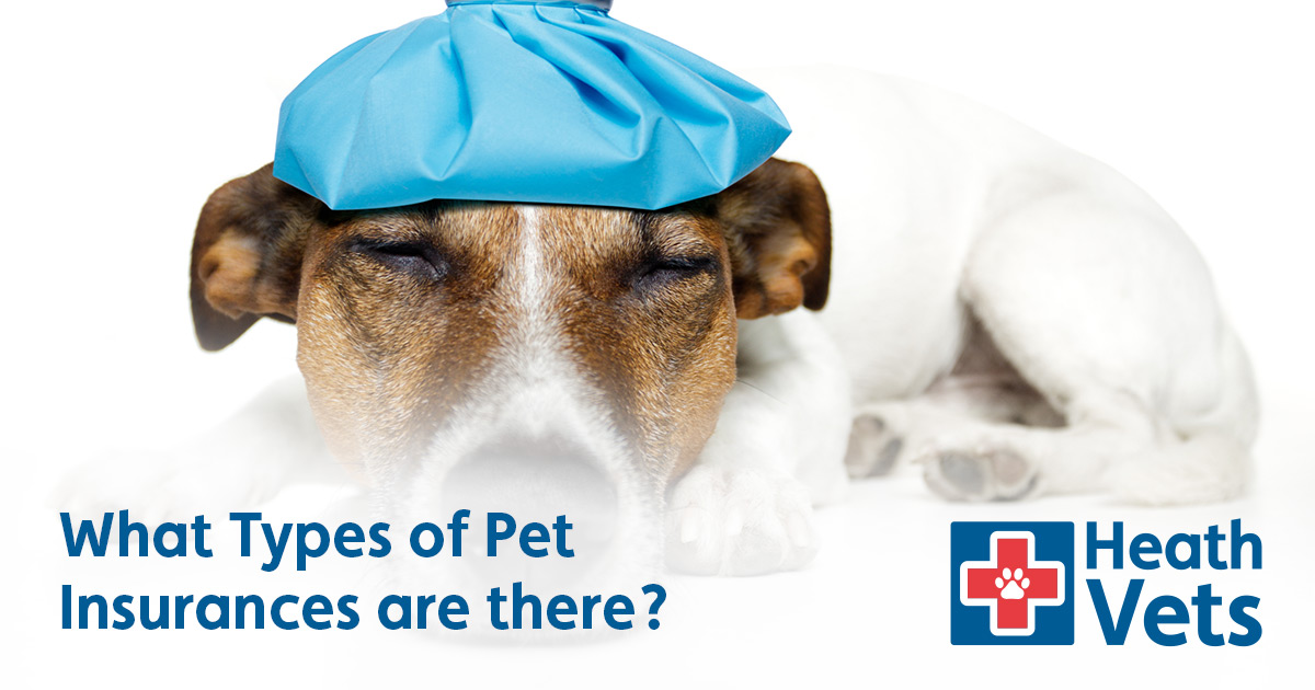 What Types of Pet Insurance are there? - Heath Vets