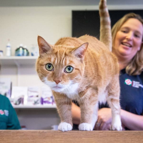 meet-the-amazing-veterinary-team-at-heath-vets-friendly-caring