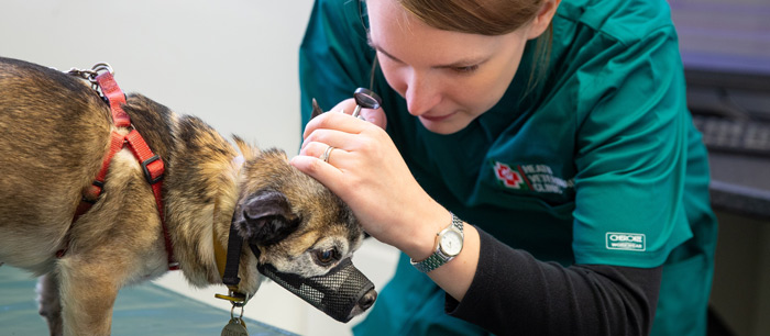heath-vets-vet-in-burgess-hill-vet-services-veterinary-facilities-carousel-3
