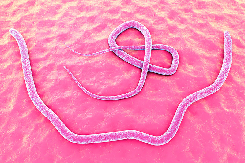 worms can risk the health of your pet