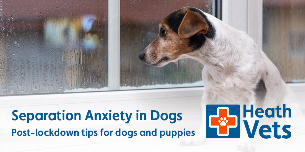 Remedies for dogs with separation anxiety hotsell