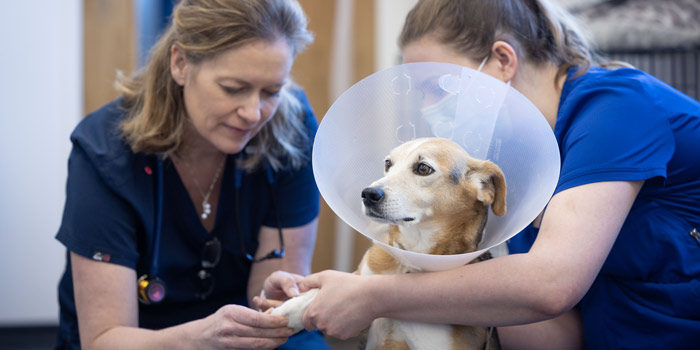 heath-vets-vet-in-burgess-hill-vet-services-veterinary-facilities-carousel-6