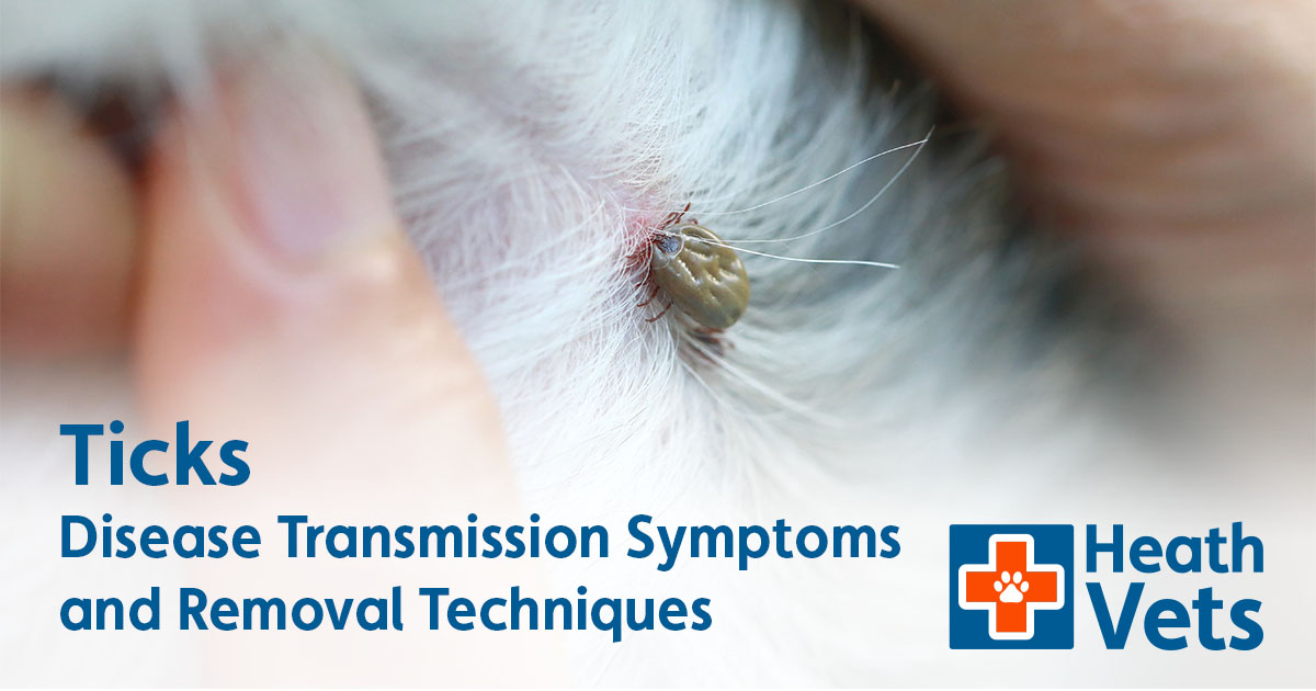 How Do You Get A Tick Off A Dog With Vaseline