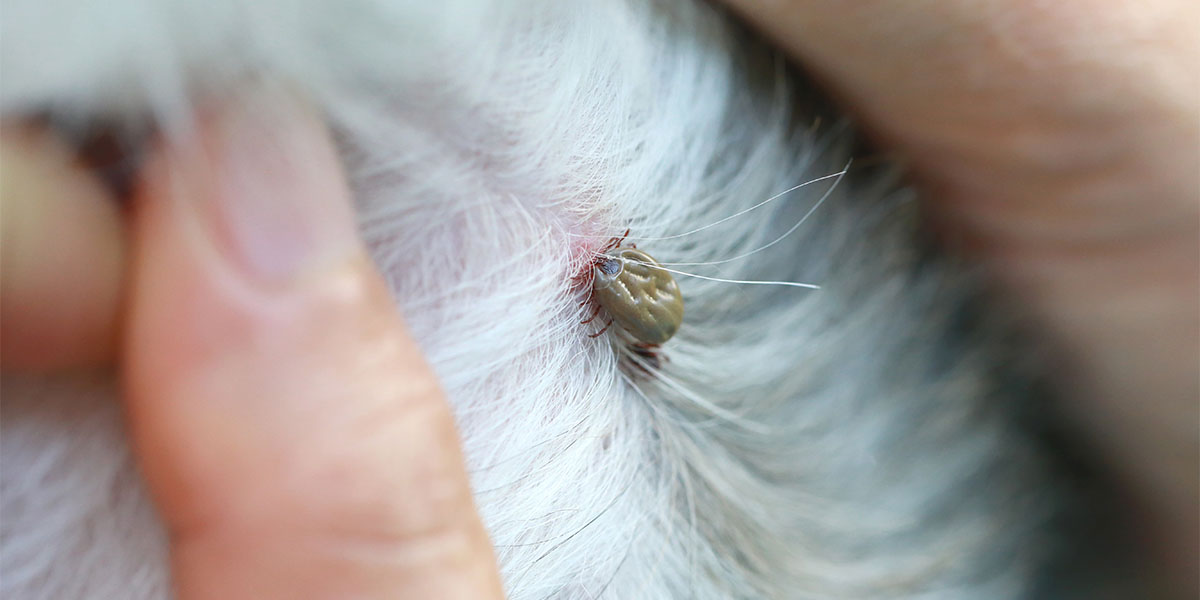 what does embedded tick look like on dog