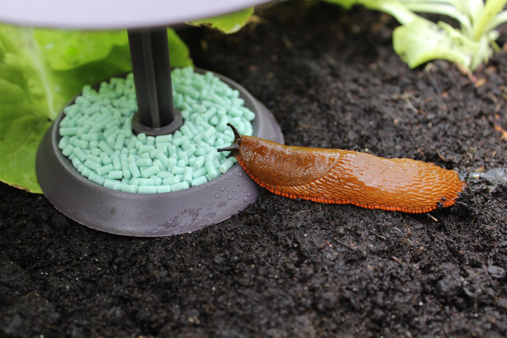 Slug Bait | 5 Easter Poisons and How to Protect Your Pet | Heath Vets