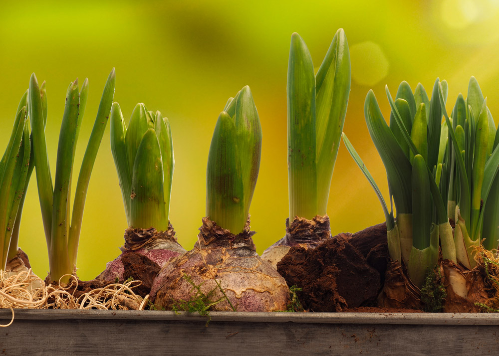 Plant Bulbs | 5 Easter Poisons and How to Protect Your Pet | Heath Vets