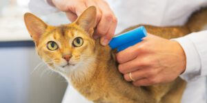 Microchipping Cats to become Mandatory in the UK by June 2024