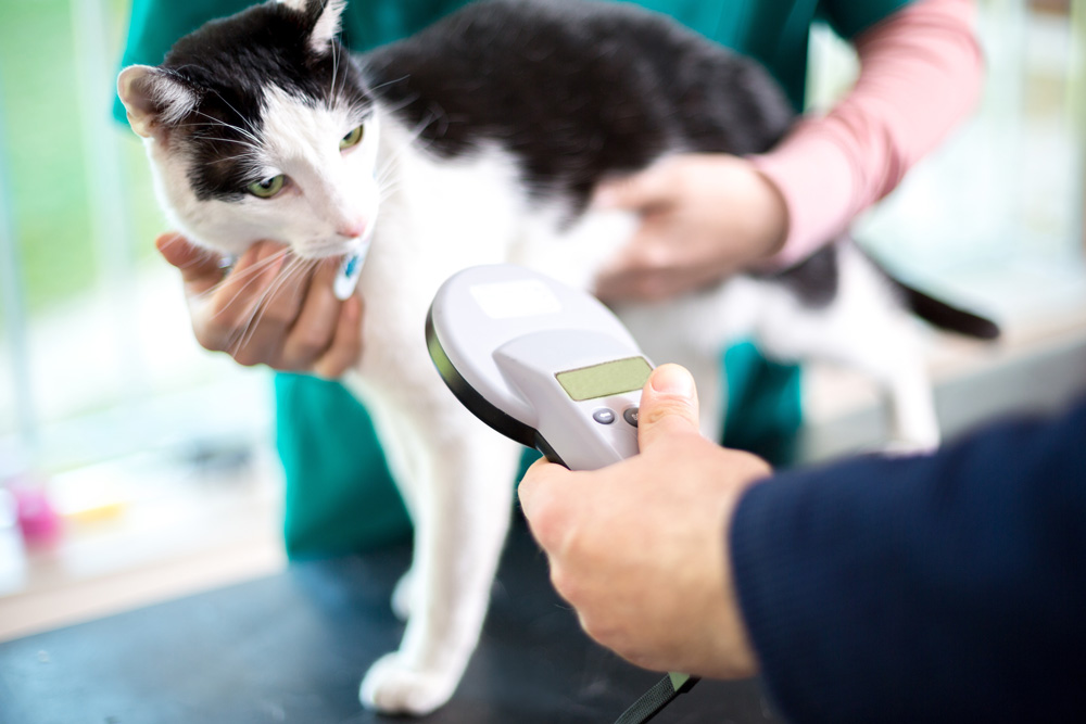 Microchipping Cats to become Mandatory in the UK by June 2024