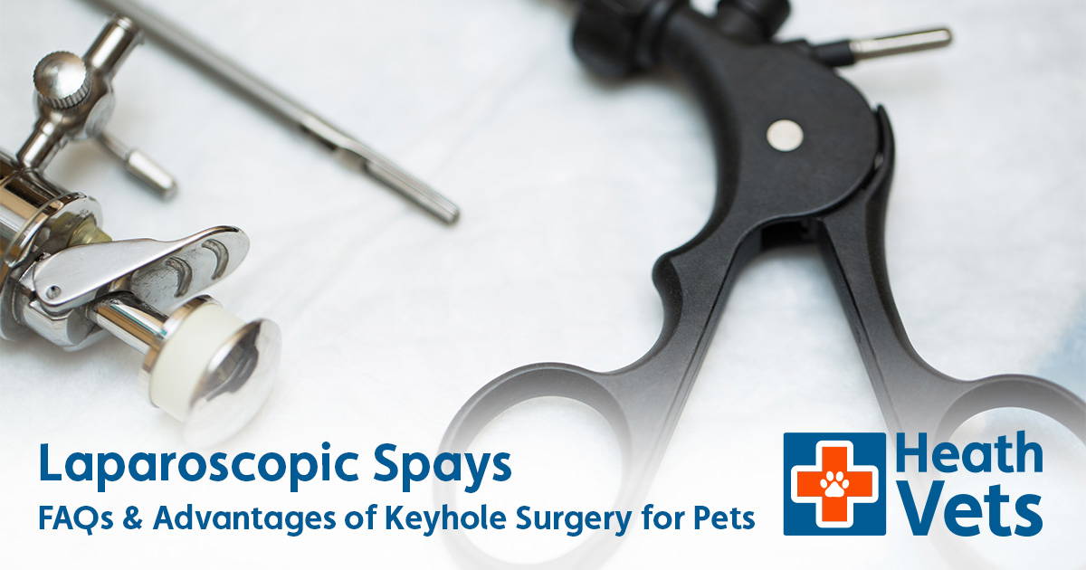 Laparoscopic Spay (Keyhole Surgery) for Pets in Burgess Hill