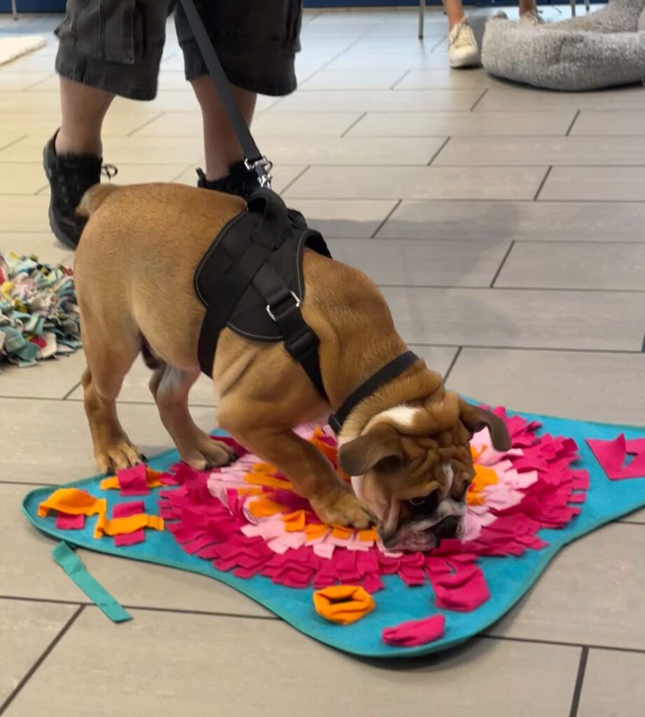 Puppy school | Heath Vets