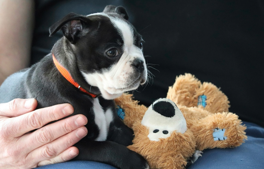 What are the signs of ill health in your pet | Heath Vets