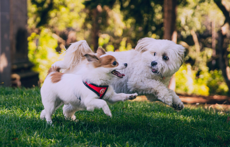 The benefits of socialising your pet and how to do it | Heath Vets