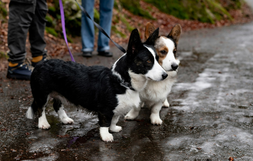 The benefits of socialising your pet and how to do it | Heath Vets