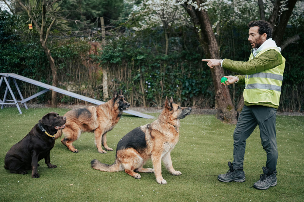 The benefits of socialising your pet and how to do it | Heath Vets