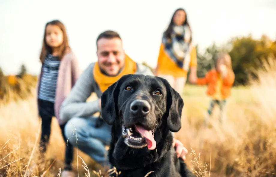 Back to school - leaving pets alone | Heath Vets