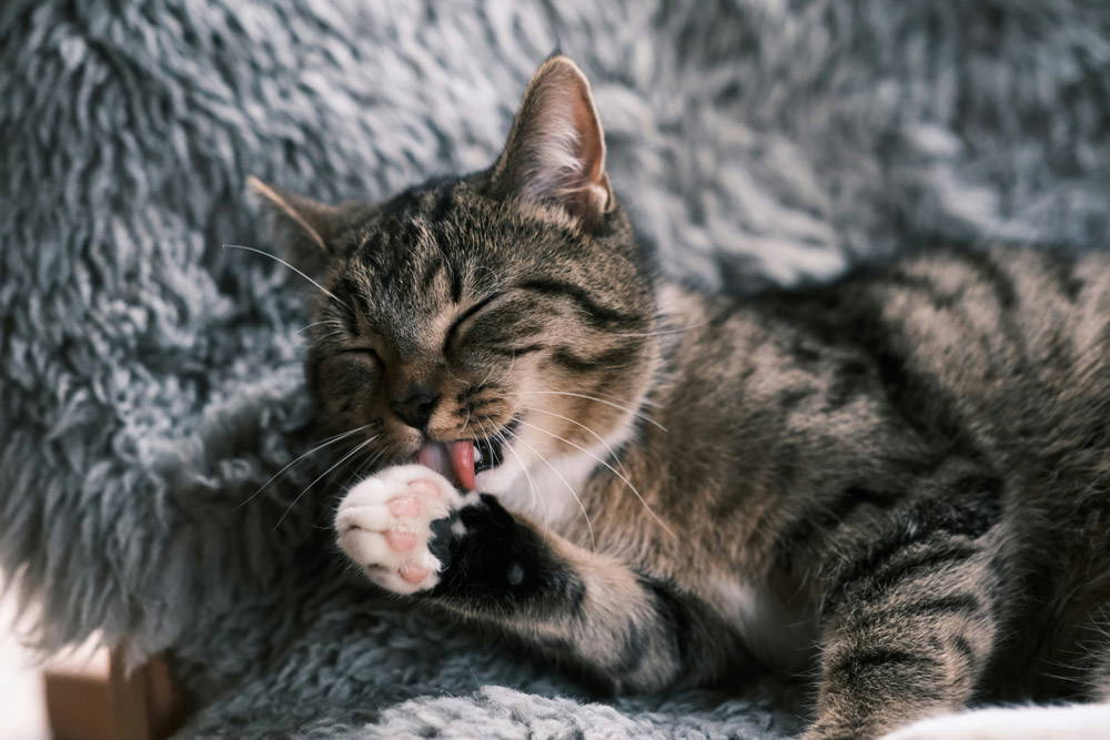Back to school - leaving pets alone | Heath Vets