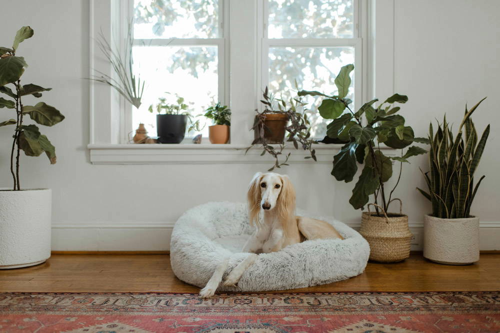 Back to school - leaving pets alone | Heath Vets